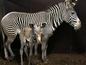 Zebra geboren in Artis